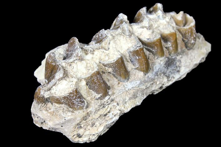 Oreodont (Merycoidodon) Jaw Section - South Dakota #128135